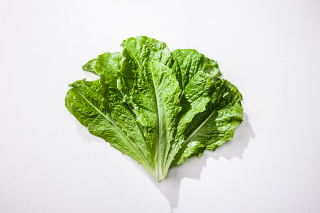 다이어트 음식 : 상추