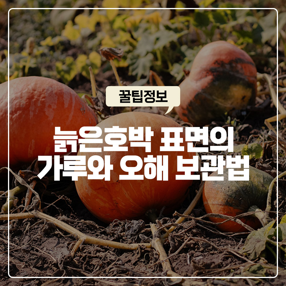 늙은호박 표면 하얀 가루 곰팡이 오해와 한 달 이상 썩지 않는 보관법