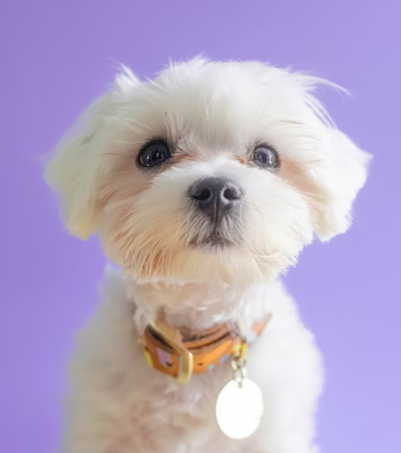 삼성화재 다이렉트 펫보험 펫 실비보험