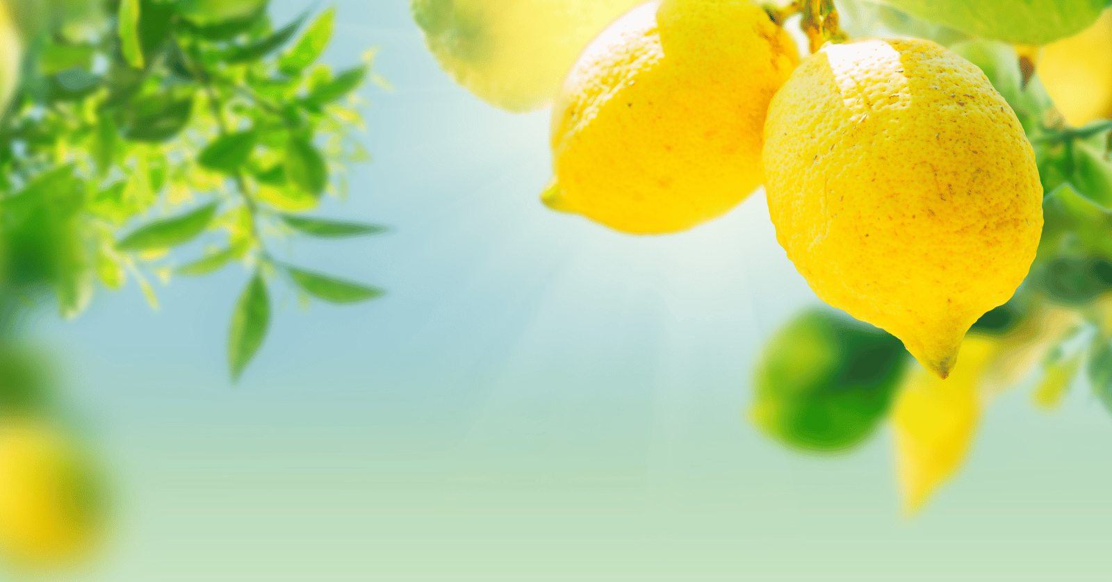 레몬효능부작용