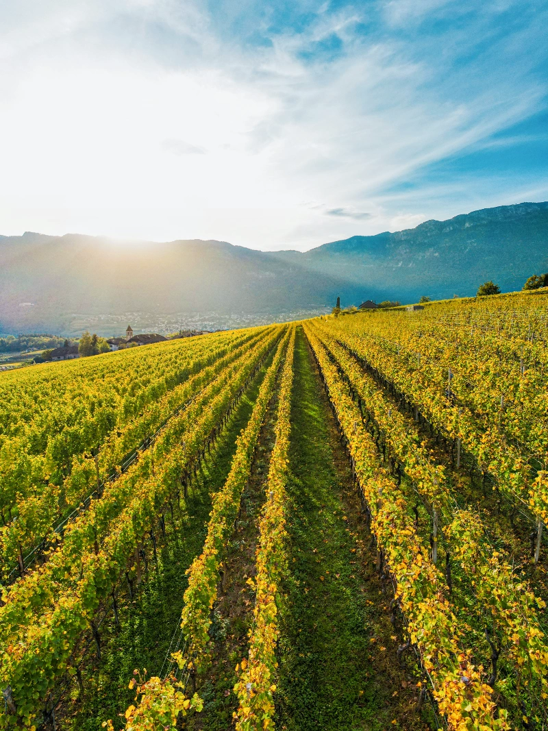 로얄바인 포도 후기, 로얄바인 명품과일 가격, 로얄바인 프리미엄 포도 구매, 로얄바인 선물세트, 프리미엄 과일 수익성 작물, 부자과일 인기순위, 고소득층 과일 추천, 신세계백화점 로얄바인, 명절 고급 과일 선물, 클럽재배 과일 뜻, 명품 과일, 프리미엄 포도, 농가 수익성 작물, 프리미엄 과일 투자, 백화점 과일 선물세트, 추석 과일 선물 추천