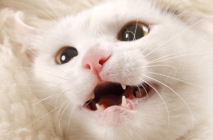 호흡하는 고양이.