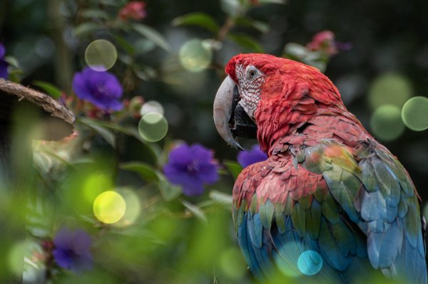 여러가지 색의 깃털이 있는 앵무새