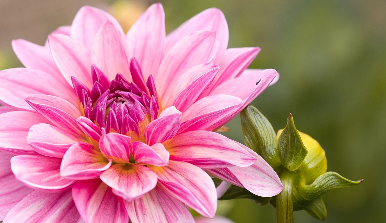 사계절 꽃이 피는 다년생 식물