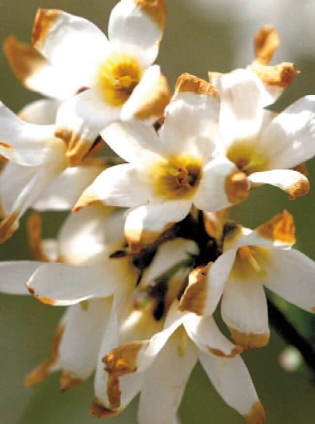 미선나무 연구 논문에서 말하는 핵심 포인트