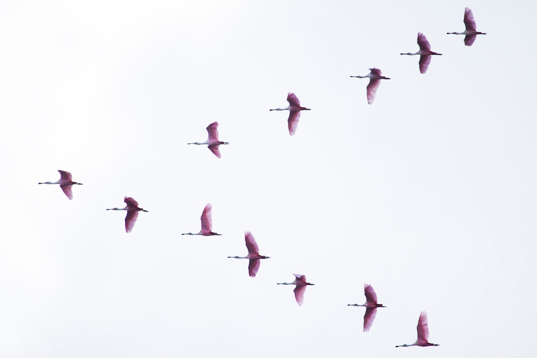 Migration