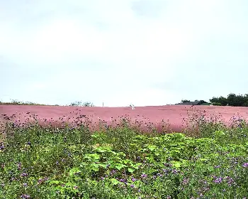 고창 핑크뮬리 축제_13