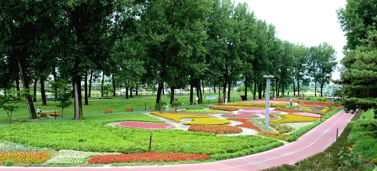 증평 보강천 미루나무숲