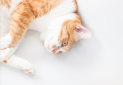 뒹굴고 있는 갈색 흰 고양이 사진.