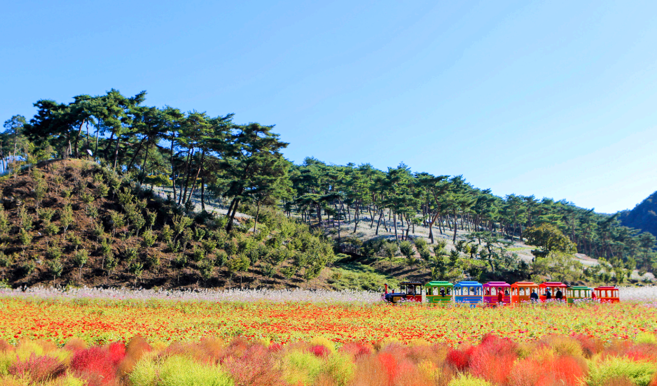 댑싸리와 구절초 그리고 놀이기차