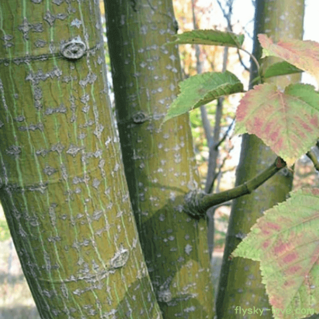약용식물 벌나무