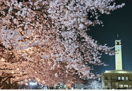 평택 벚꽃 명소