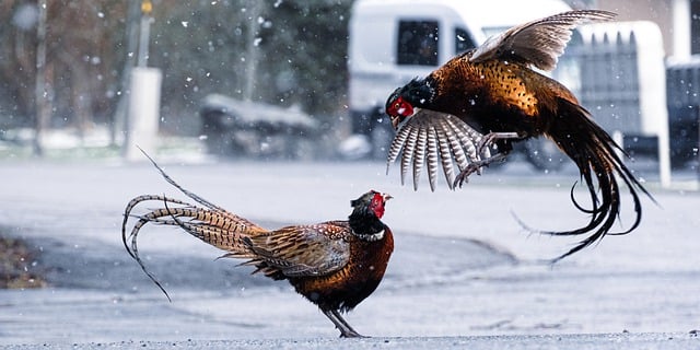 닭싸움, 어린이들이 좋아하는 놀이 중 하나