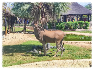 두바이 사파리 파크