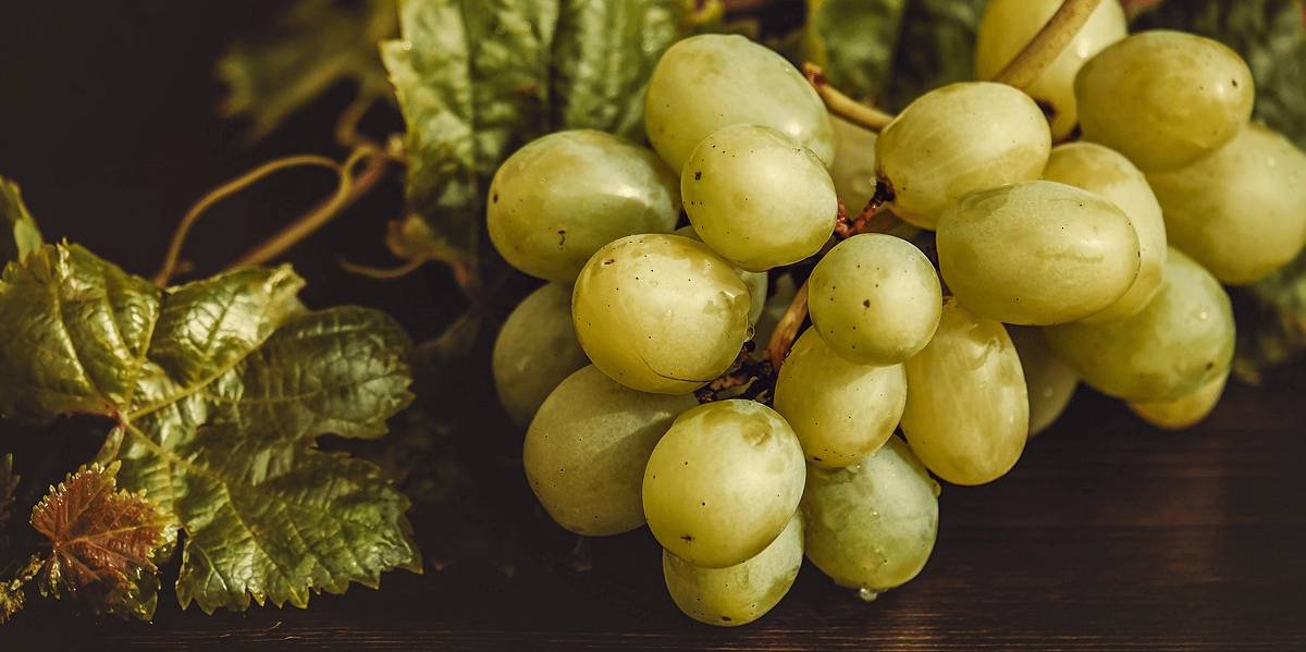 포도 사진 - 13