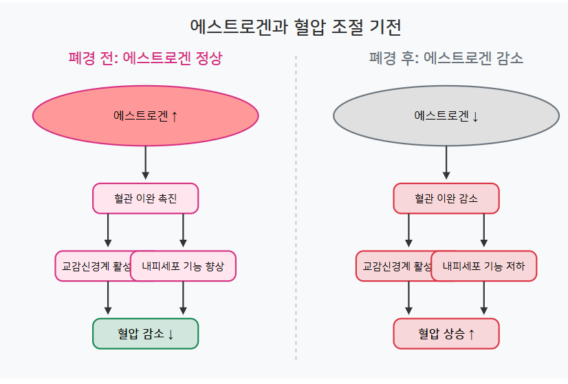 폐경 전후 에스트로겐이 혈압에 미치는 영향에 대한 다이어그램