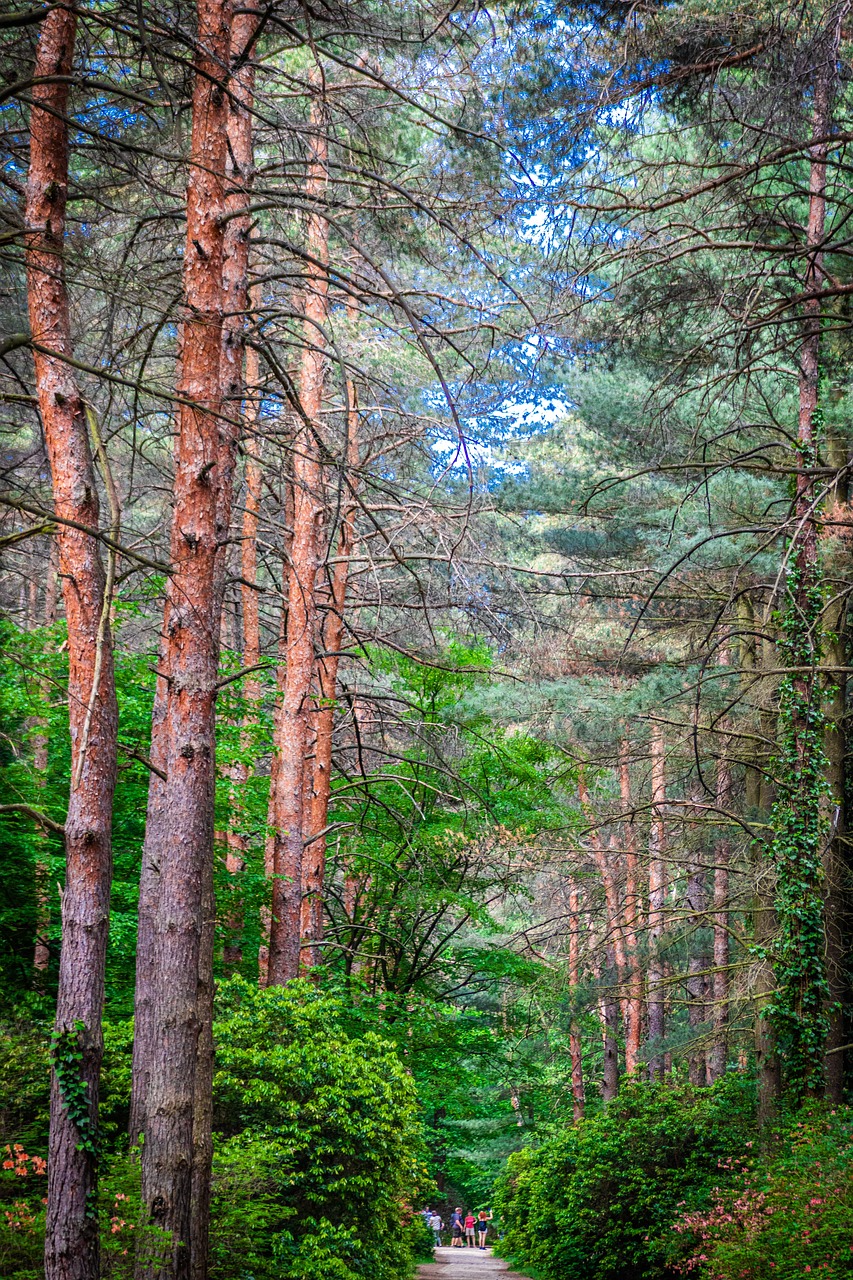 국립수목원 관련 사진