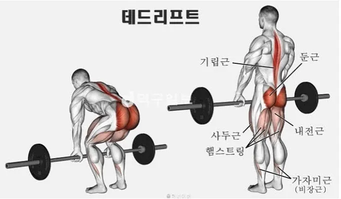 데드리프트 고중량 저반복 vs 저중량 고반복 비교 정리_7