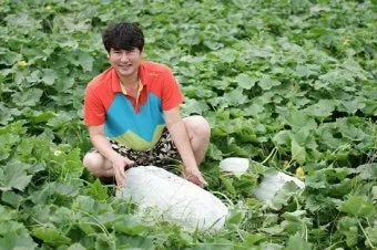 동아 재배 덩굴 손질 지주 설치 수분 관리_8