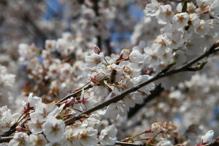 사계절 각각 가장 아름다운 국내외 여행지 소개