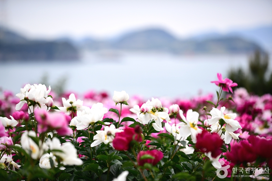 2025년 고흥 작약꽃밭