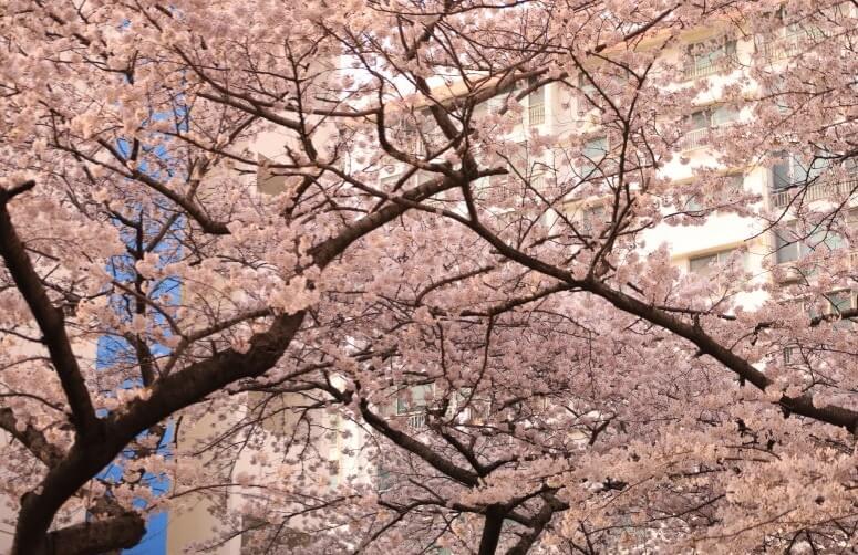 벚꽃축제 /부산 벚꽃 드라이브 코스 /숨은 벚꽃명소