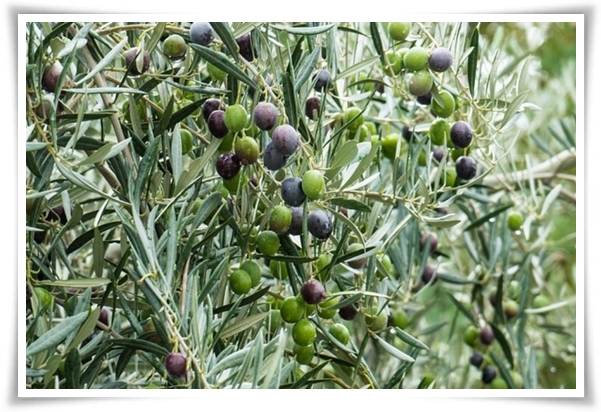 "올리브나무 키우기" 집에서 즐기는 지중해의 향기 정원!