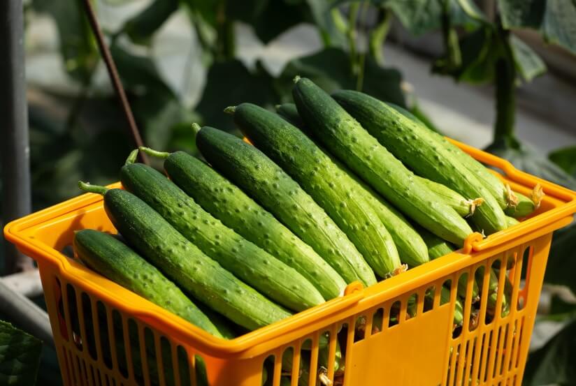 생방송투데이 이 주의 장바구니 진천 오이 구매방법, 보관법, 세척법, 활용법 진천햇살농원