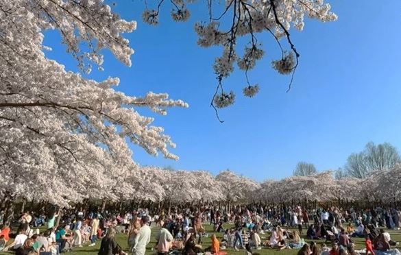 암스테르담세 보스 벚꽃 사진