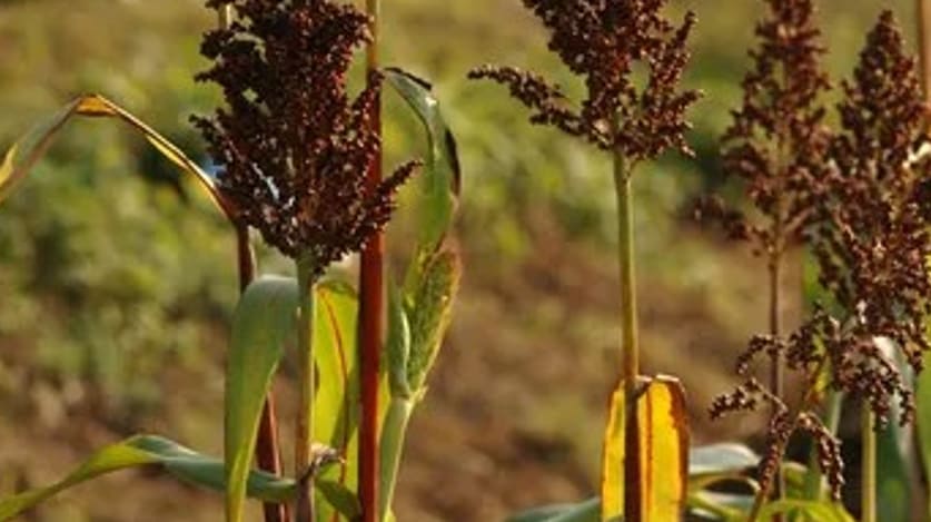 수수 효능의 수수2