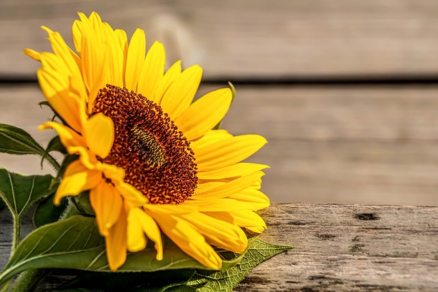 대전 청년 월세 지원