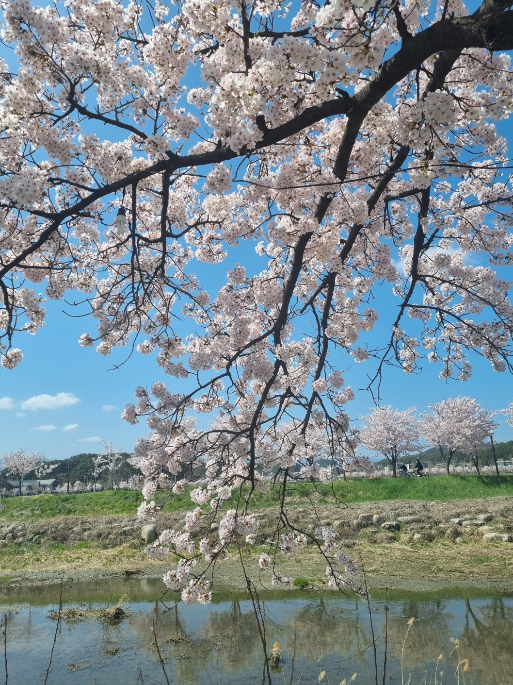 강릉 경포 벚꽃 축제