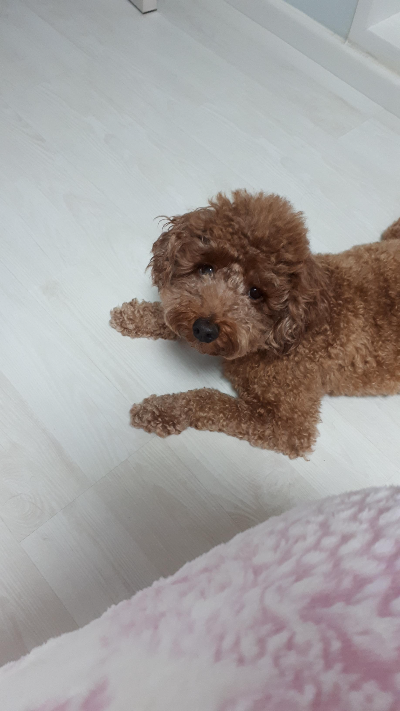 강아지에게 사람 음식을 줄 때 주의해야 할 음식들