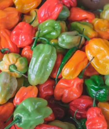 파프리카 효능 부작용 고르는법 칼로리