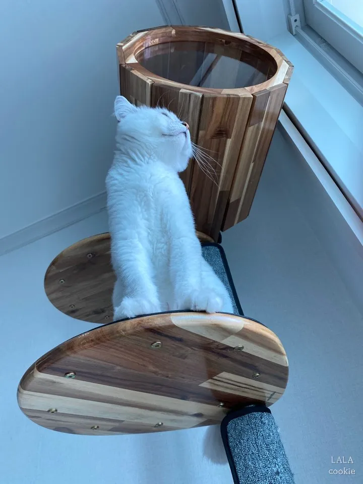 고양이-다이어트-캣타워에-올라간-고양이