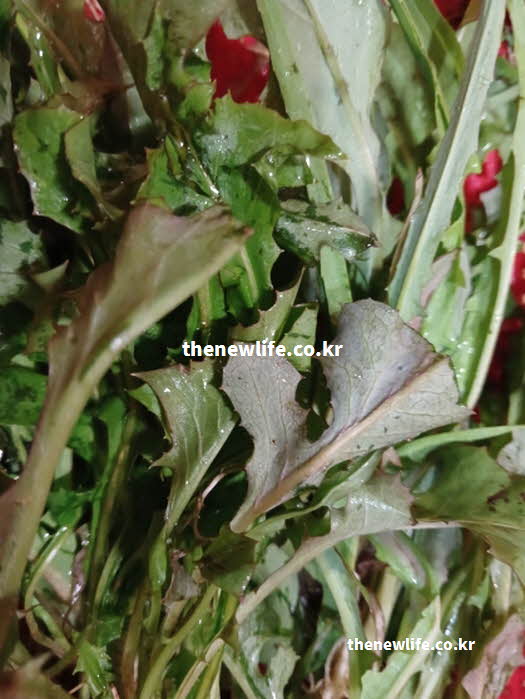 고들빼기 효능 불면증 개선 락투신