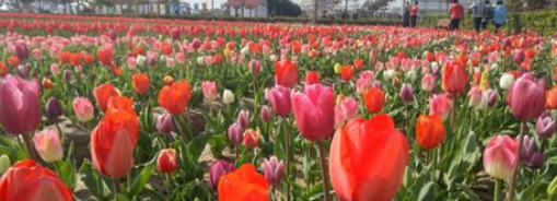 신안 튤립축제4