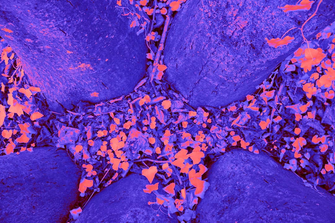 Pancreas