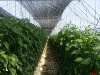 파프리카 재배 모종 선택 하우스 관리 착색 높이는법_5