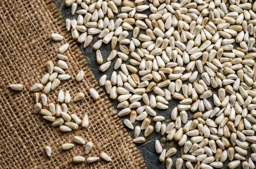 홍화씨 효능 및 부작용, 먹는방법