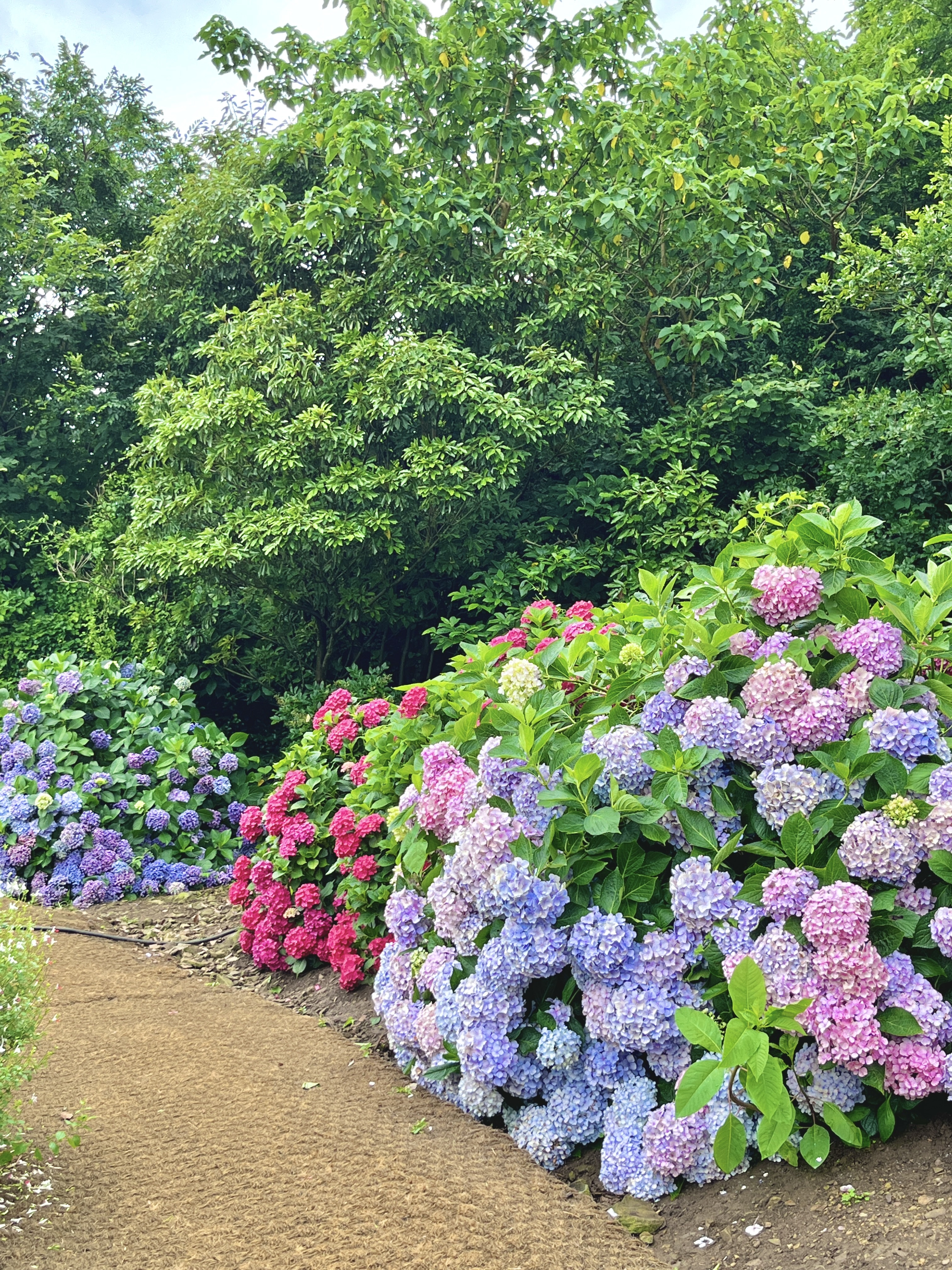 쑥섬