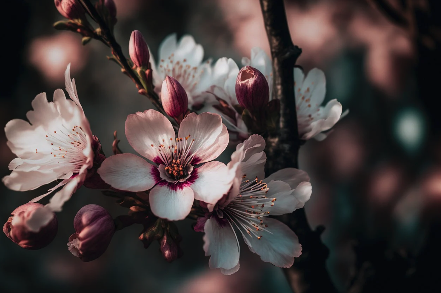 2024 경상도 벚꽃 축제 일정