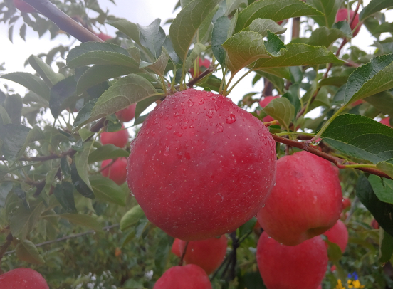 경북 문경 주흘영산 길매농원 사과