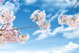 2025년 벚꽃 개화시기