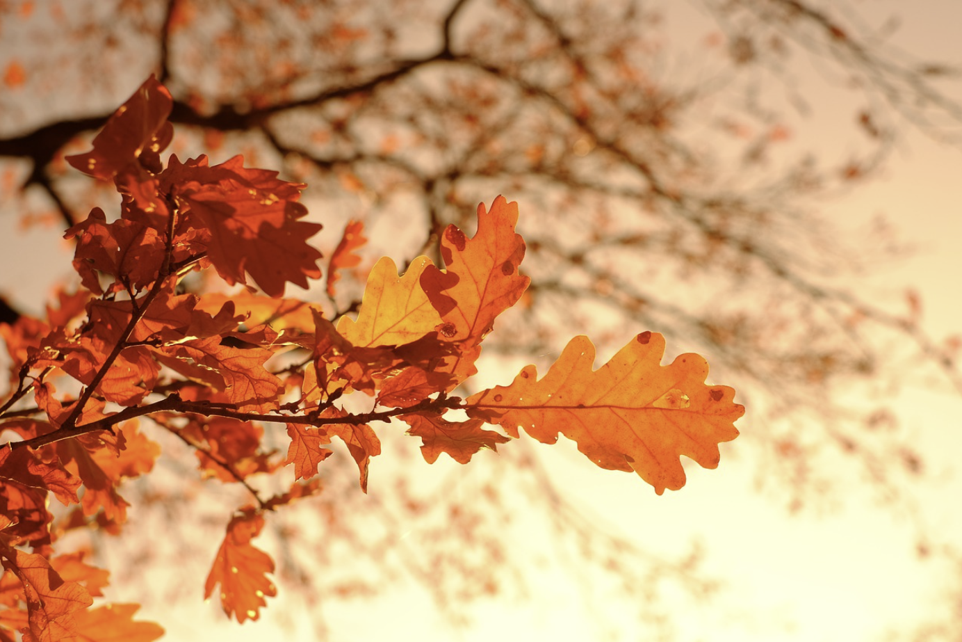 내장산 단풍절정시기