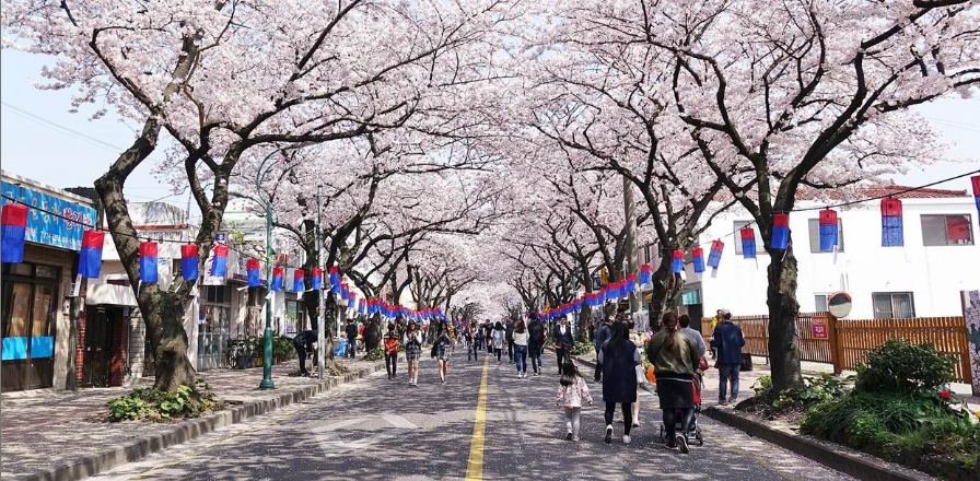 벚꽃 개화시기 총정리2