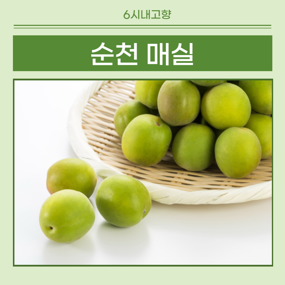 6시내고향 순천 매실 썸네일