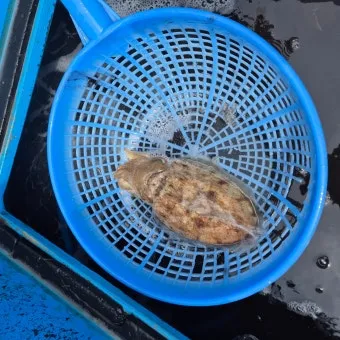 갑오징어 제철 시기 요리 레시피 황금레시피_24