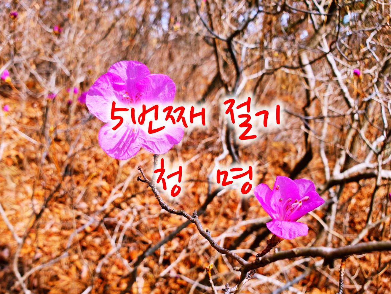 5번째 절기 청명