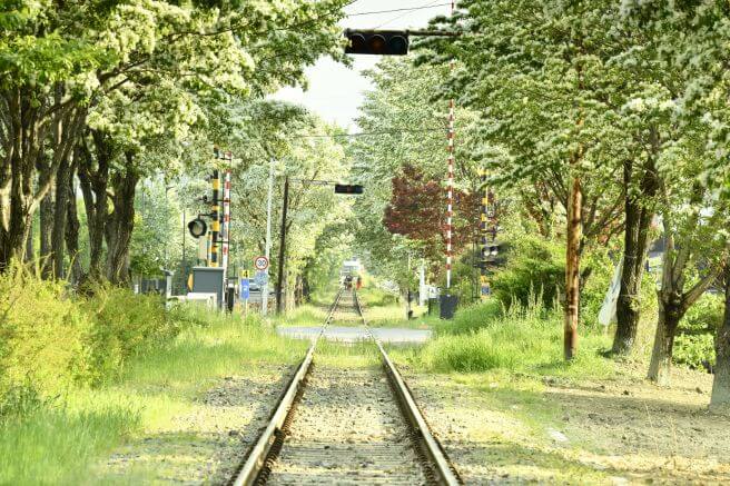 전주 이팝나무 철길만 맛집 주차 일정 개방기간 야간 만개